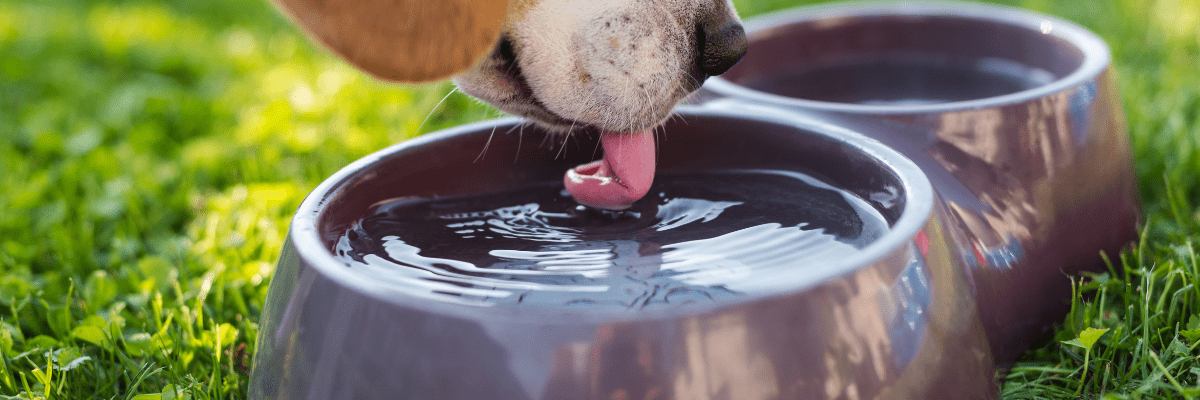 Private Drinking Water Image of Dog Drinking Water